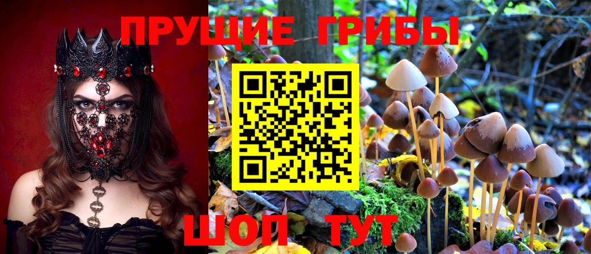 Добрянка  Псилоцибиновые грибы MAGIC MUSHROOMS  Вход с VPN 